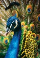 Puzzle 250 Colourful Nature 1 Peacock 5902277341990 (1).jpg