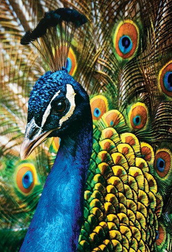 Puzzle 250 Colourful Nature 1 Peacock 5902277341990 (1).jpg