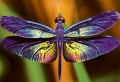 Puzzle 250 Colourful Nature 3 Dragonfly 5902277342010 (1).jpg