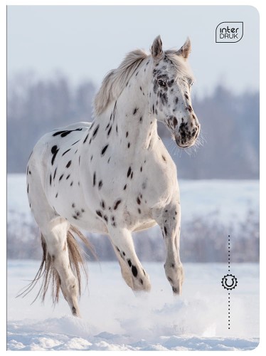 Zeszyt A5 32 kolorowa 3= UV Wild Horses 5902277366733 (2).jpg